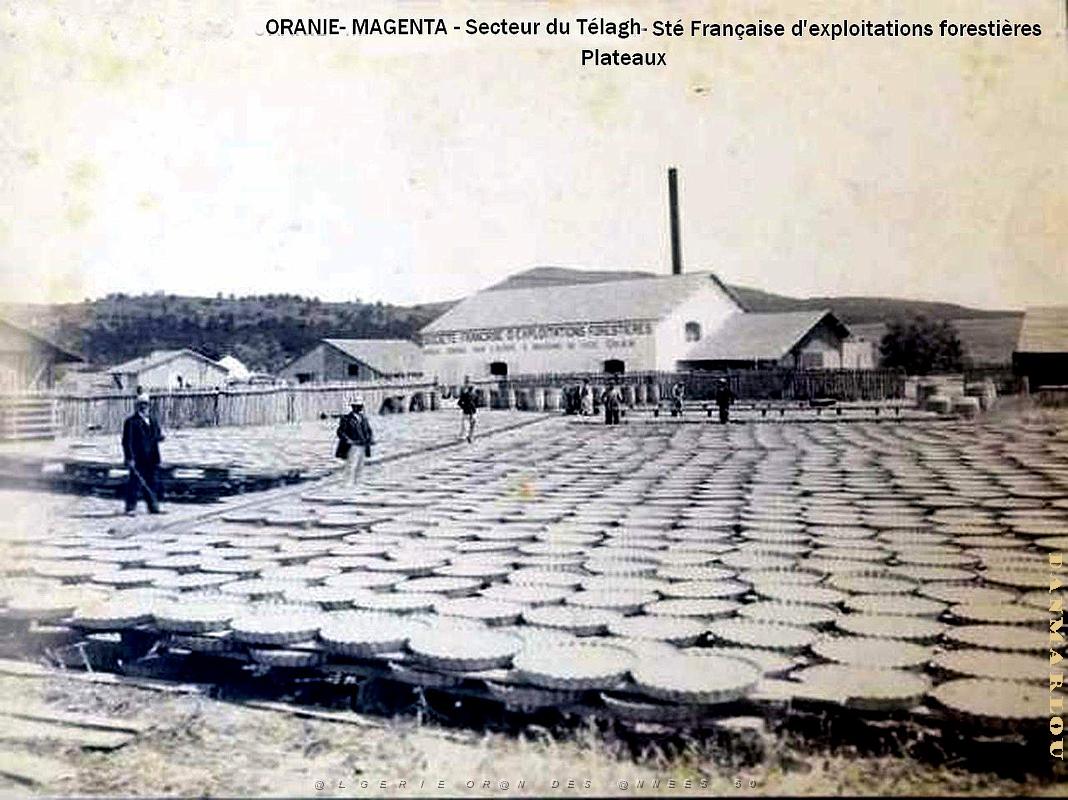 Magenta - Societe Forestiere04.jpg